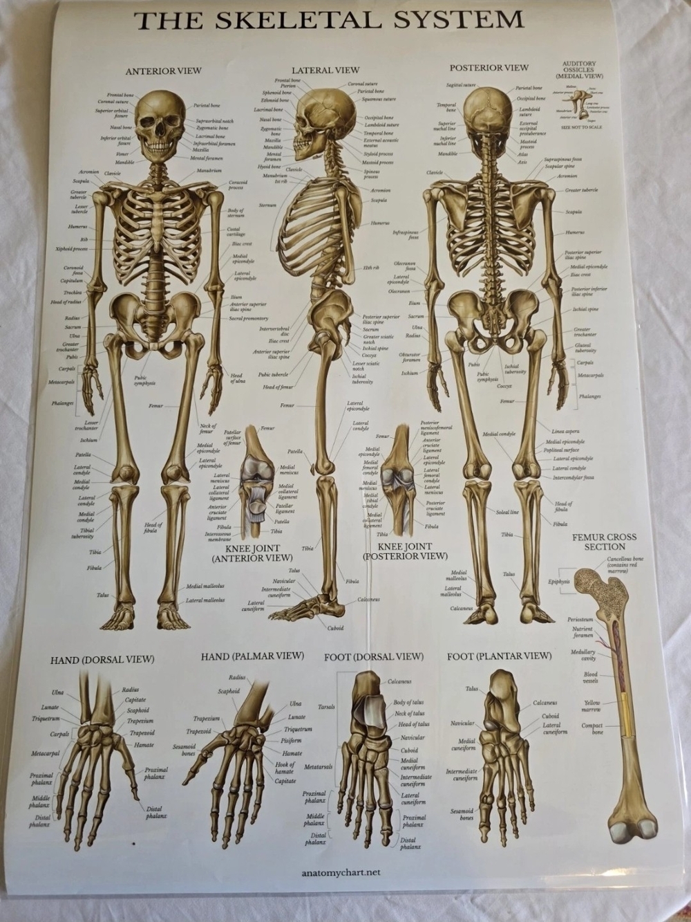 The Muscular System & The Skeletal System Anatomy Laminated Posters